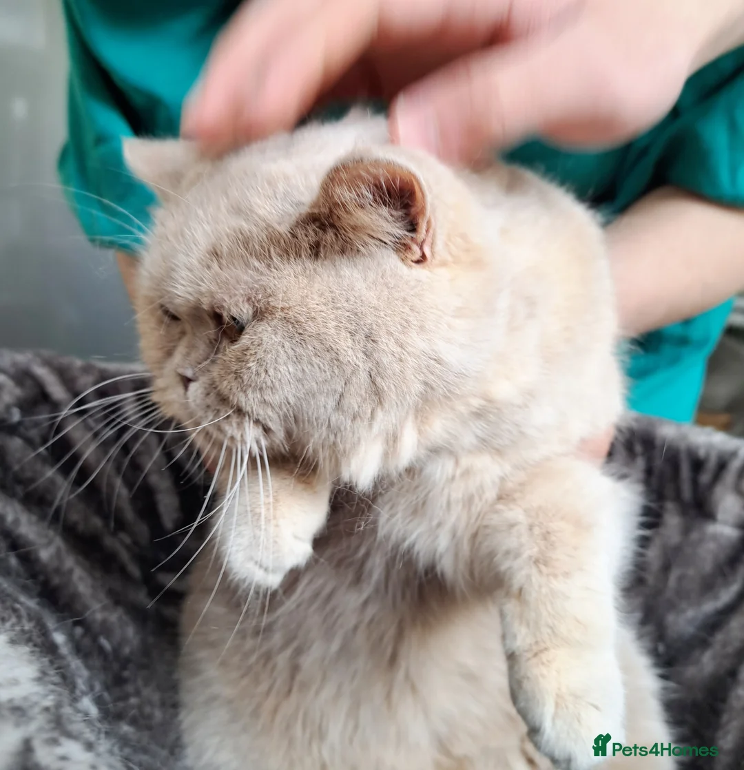 British Shorthair cats for sale: British Shorthair Fawn Tortie Female (Spayed) - Advert 2