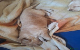 Cockerdor dogs for sale: Cockerdor puppies - Image 8