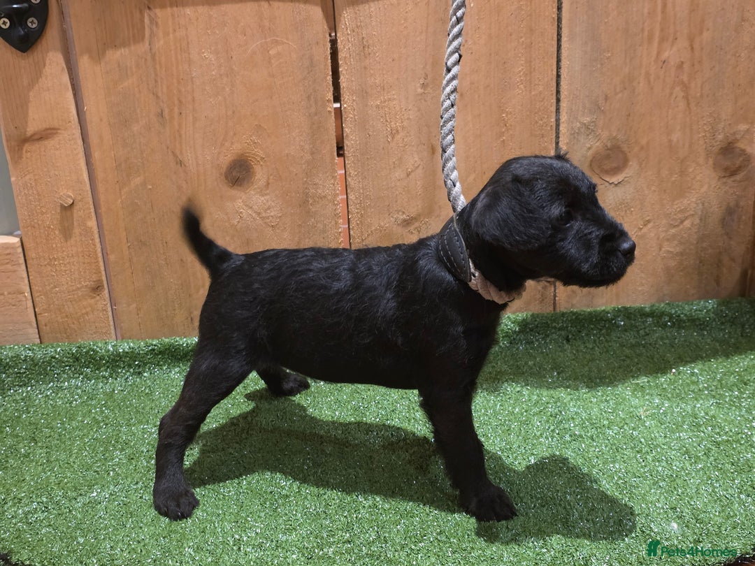 Patterdale Terrier dogs for sale: Patterdale terrier pups - Image 1