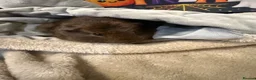 Guinea Pig rodents for sale: Guinea pigs  in Stoke-on-Trent - Advert 9