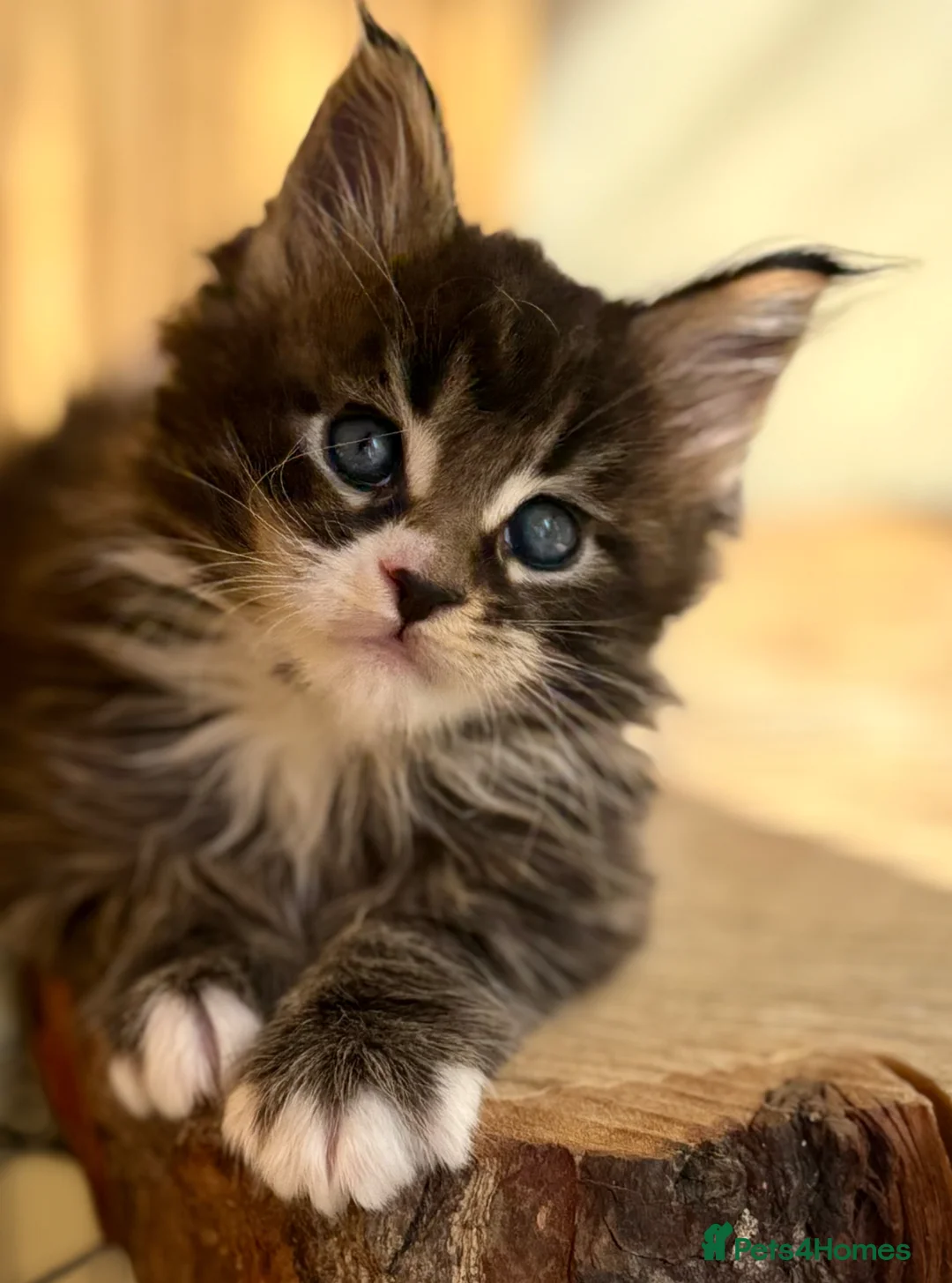 Maine Coon cats for sale: Beautiful Maine Coon kittens - Advert 1