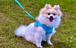 Pomeranian dogs for sale: 🐶 🐾  Adorable Purebred Pomeranian Boy  🐾  🐶 - Image 6