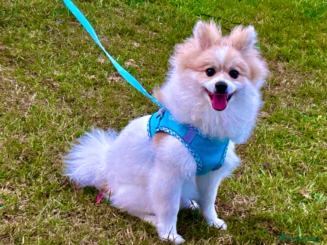 Pomeranian dogs for sale: 🐶 🐾  Adorable Purebred Pomeranian Boy  🐾  🐶 - Image 6