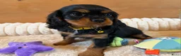 Cavalier King Charles Spaniel dogs for sale: KC Registered and DNA Tested Clear  - Advert 6