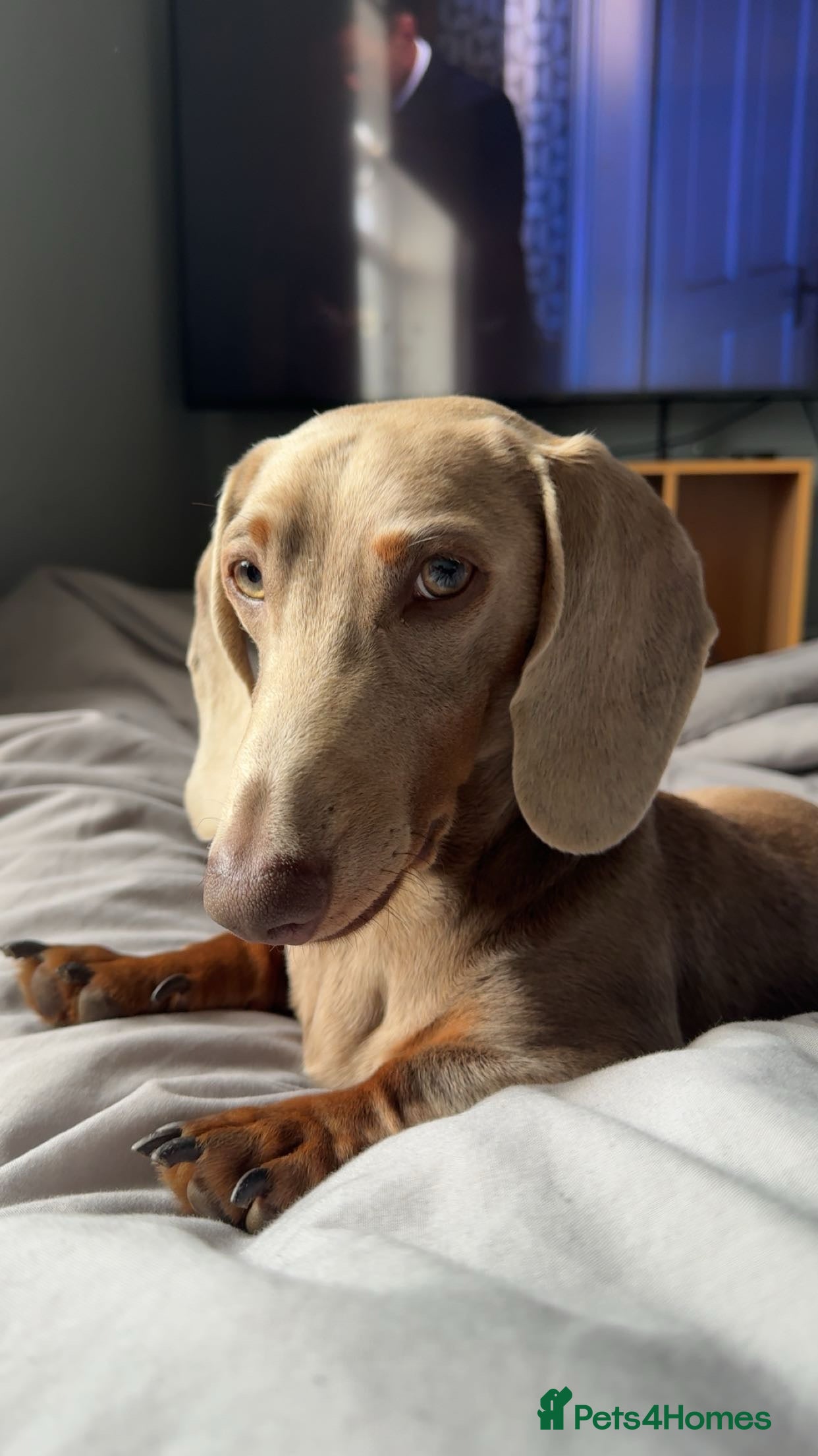 Miniature Dachshund dogs Reggie - Advert 2