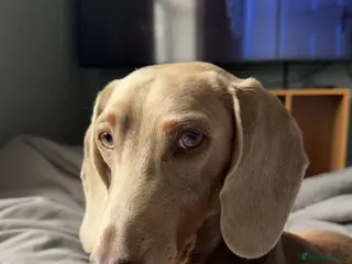 Miniature Dachshund dogs Reggie - Advert 23