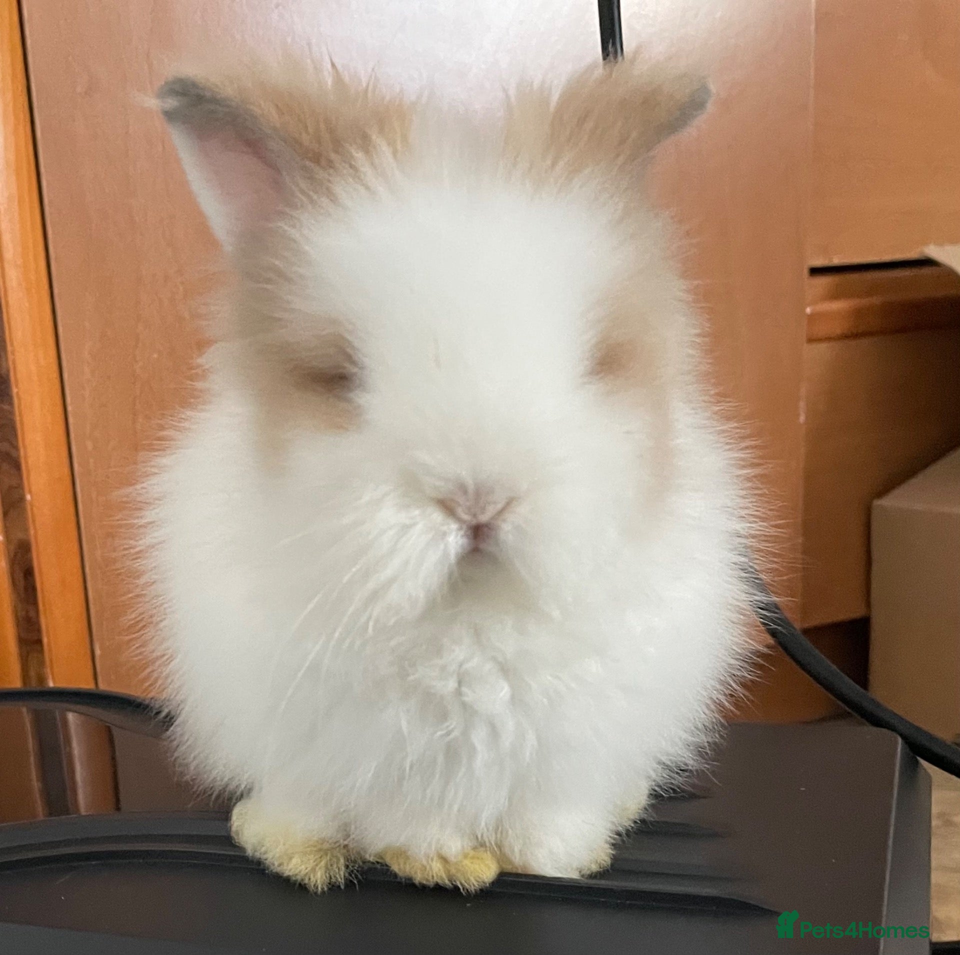 Lionhead rabbits Ready To Leave Now 💗💙 - Advert 13