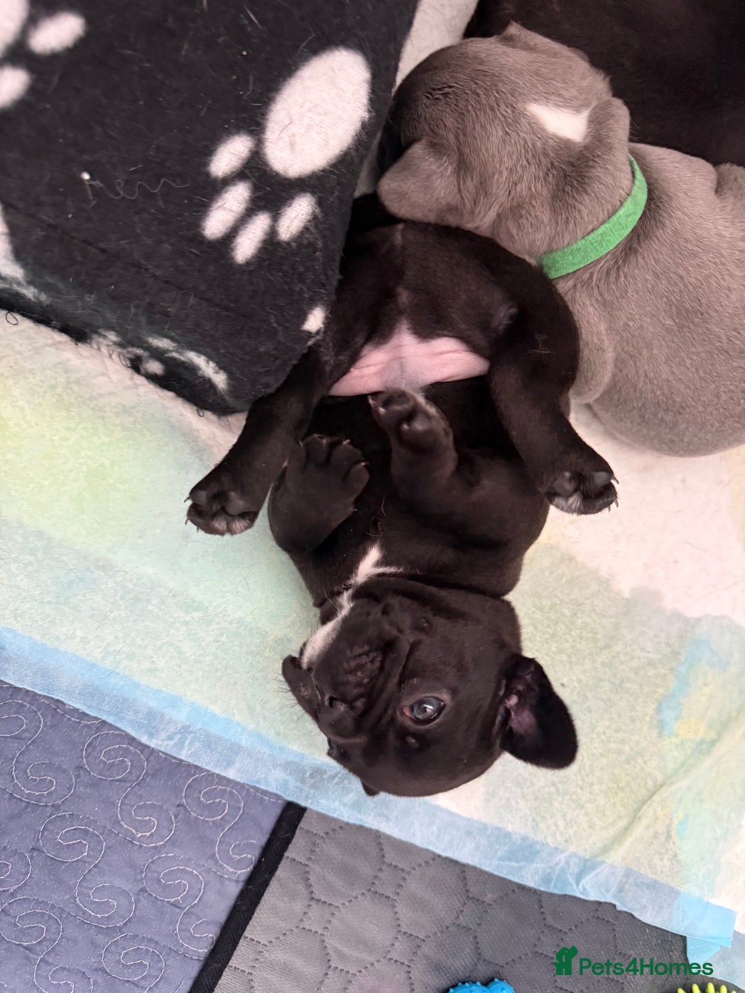 French Bulldog dogs for sale: French bulldog puppies looking for loving homes  - Image 21