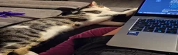Mixed Breed cats for adoption: Young rescue tabby male looking for home in Hook - Advert 3