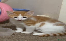 Domestic Shorthair cats for sale: Male kitten for sale - Image 2