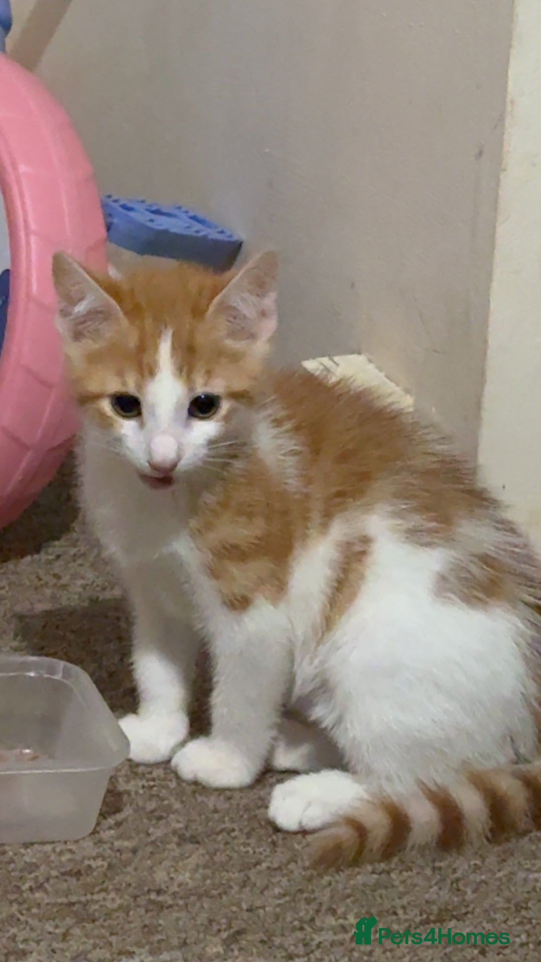 Domestic Shorthair cats for sale: Male kitten for sale - Image 2