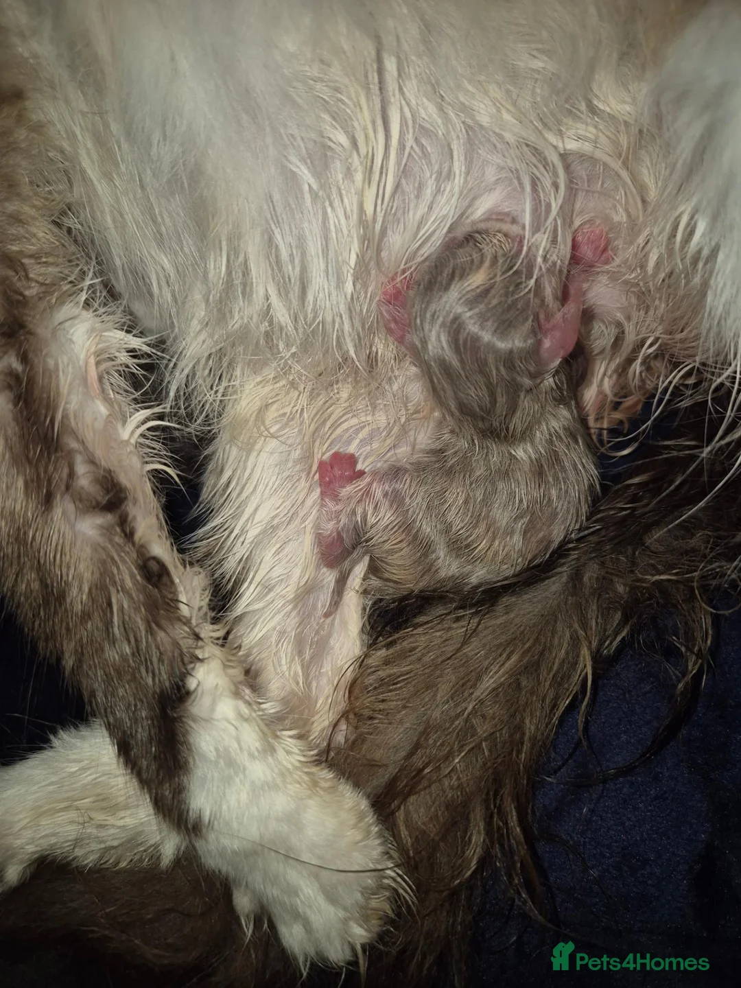 Mixed Breed cats for sale: Ragdoll persians in Sheffield - Advert 1