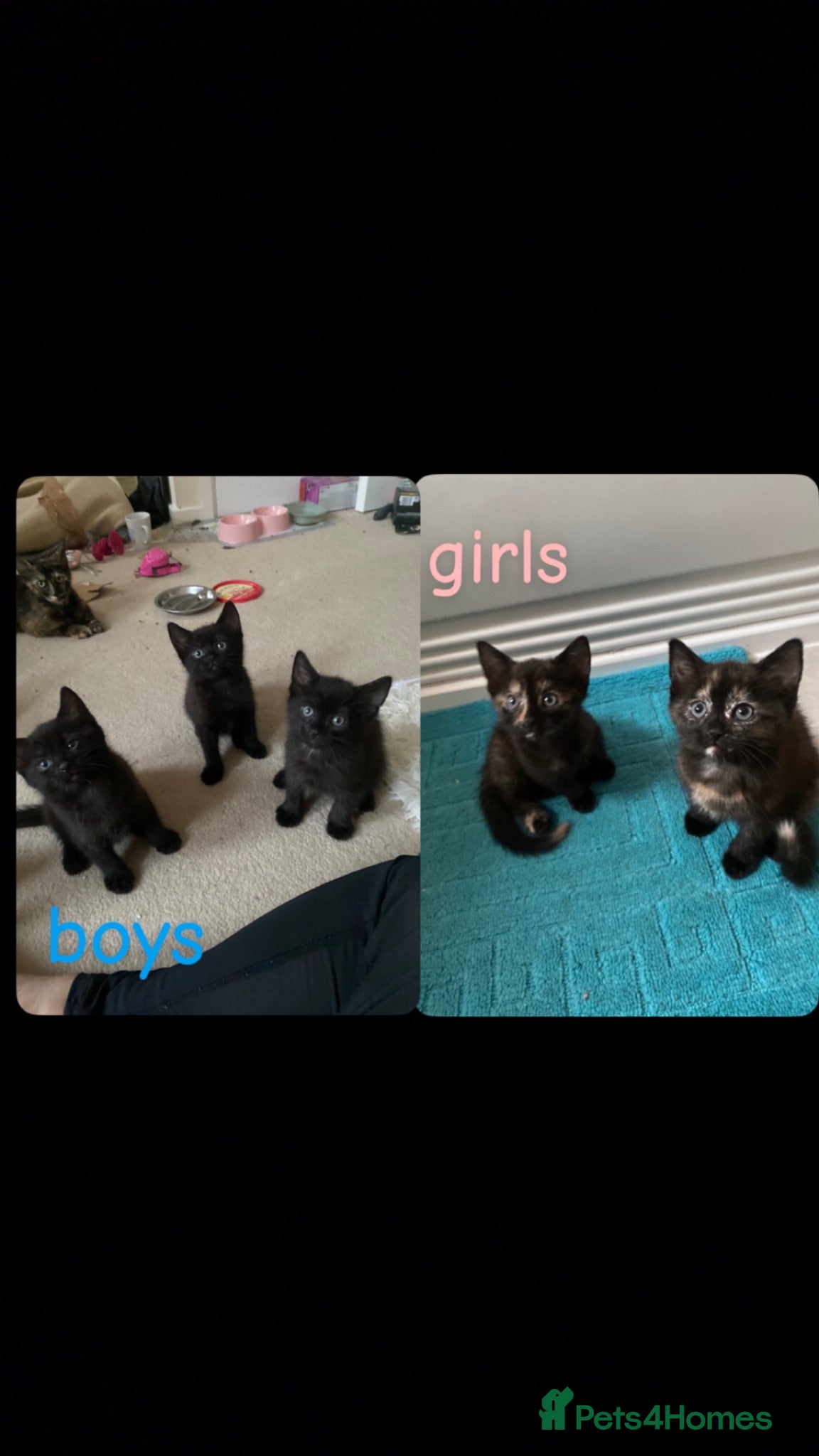 British Longhair cats Beautiful kittens in need forever homes❤️ - Advert 1