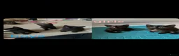 British Longhair cats for sale: Beautiful kittens in need forever homes❤️ - Advert 1