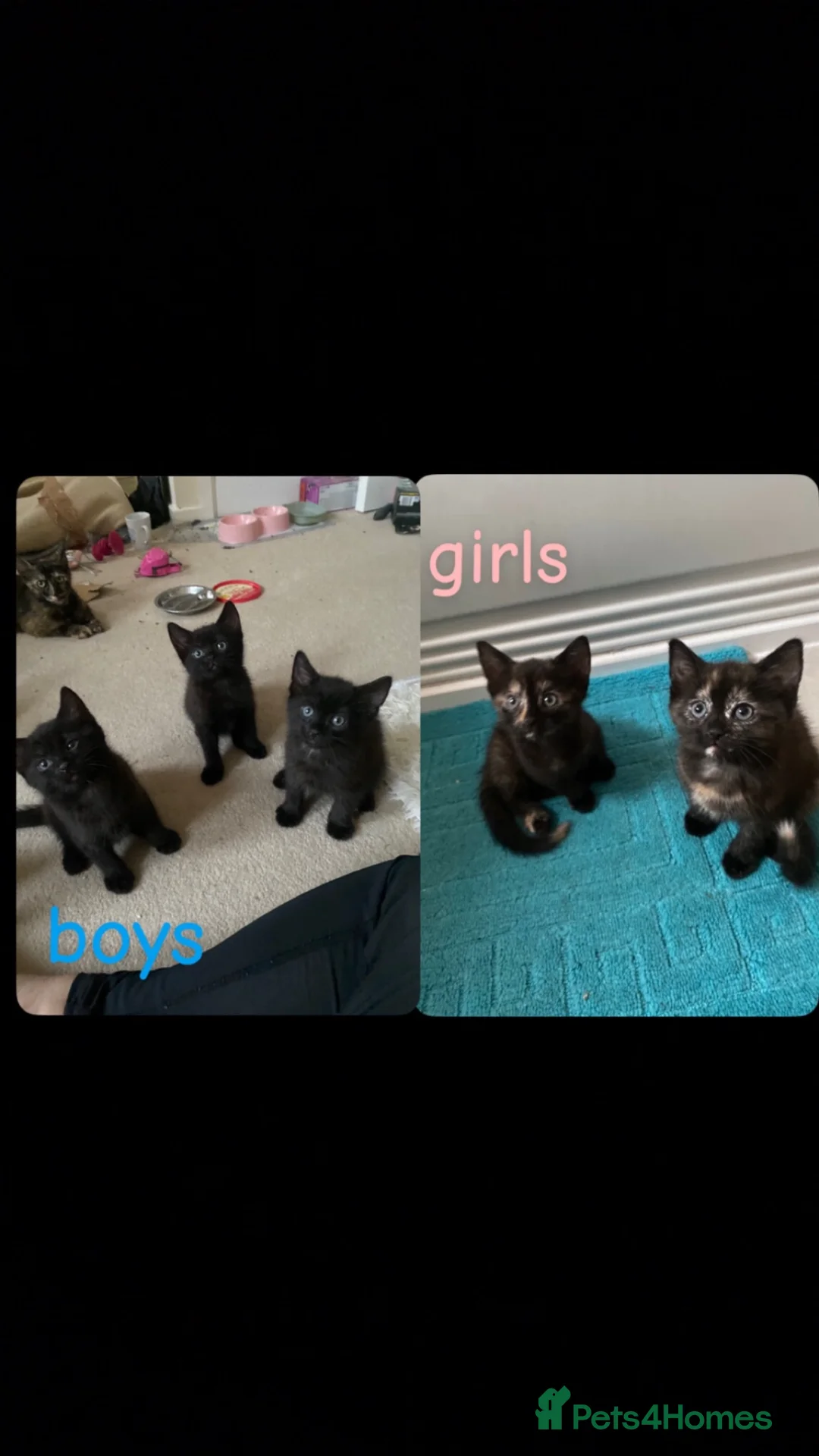 British Longhair cats for sale: Beautiful kittens in need forever homes❤️ - Advert 1
