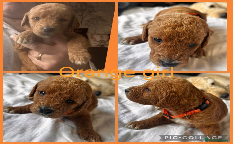 Labradoodle dogs - Advert 6