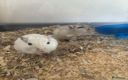 English rabbits for sale: Two handsome gerbils - Image 1