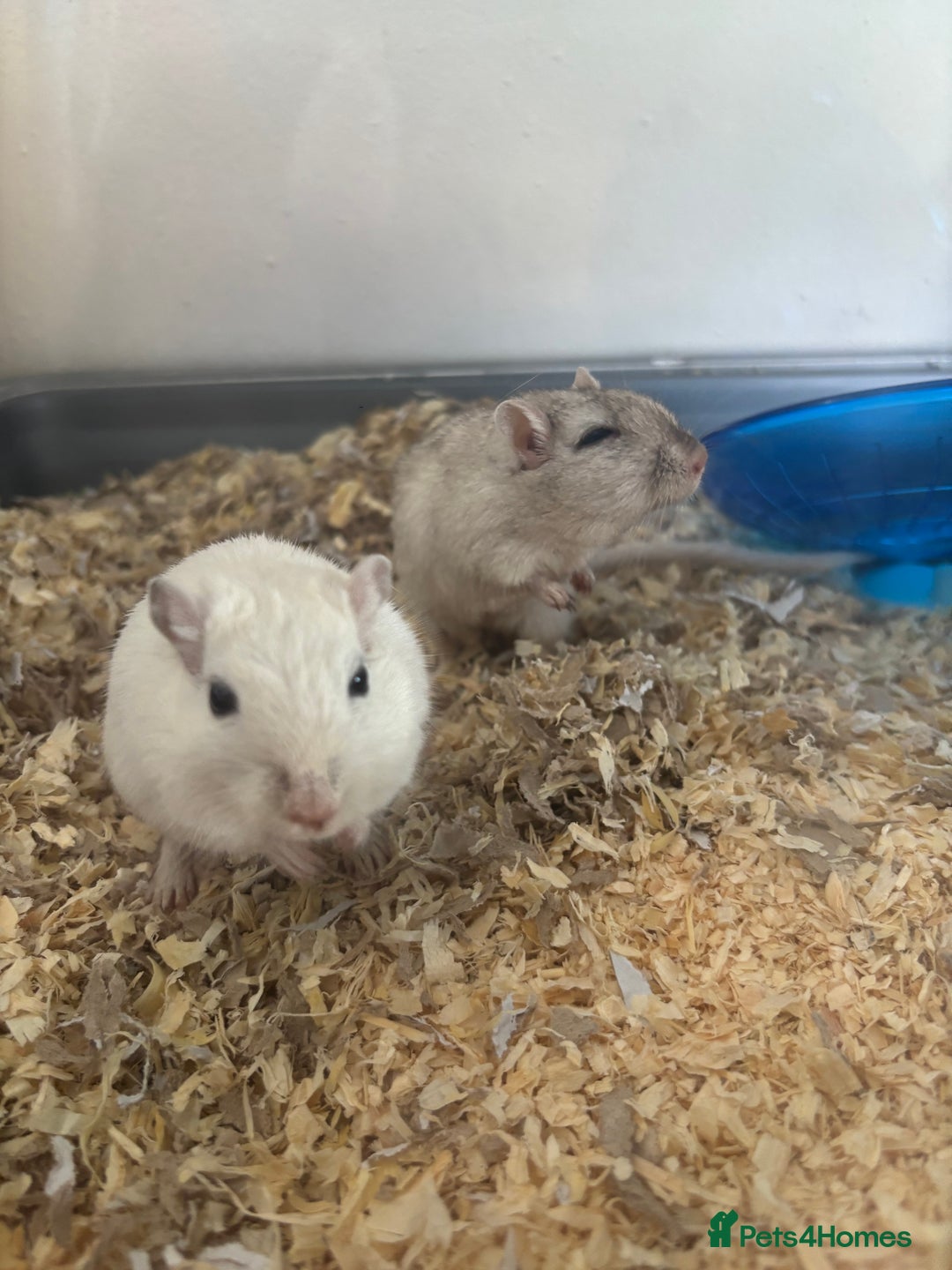 English rabbits for sale: Two handsome gerbils - Image 1