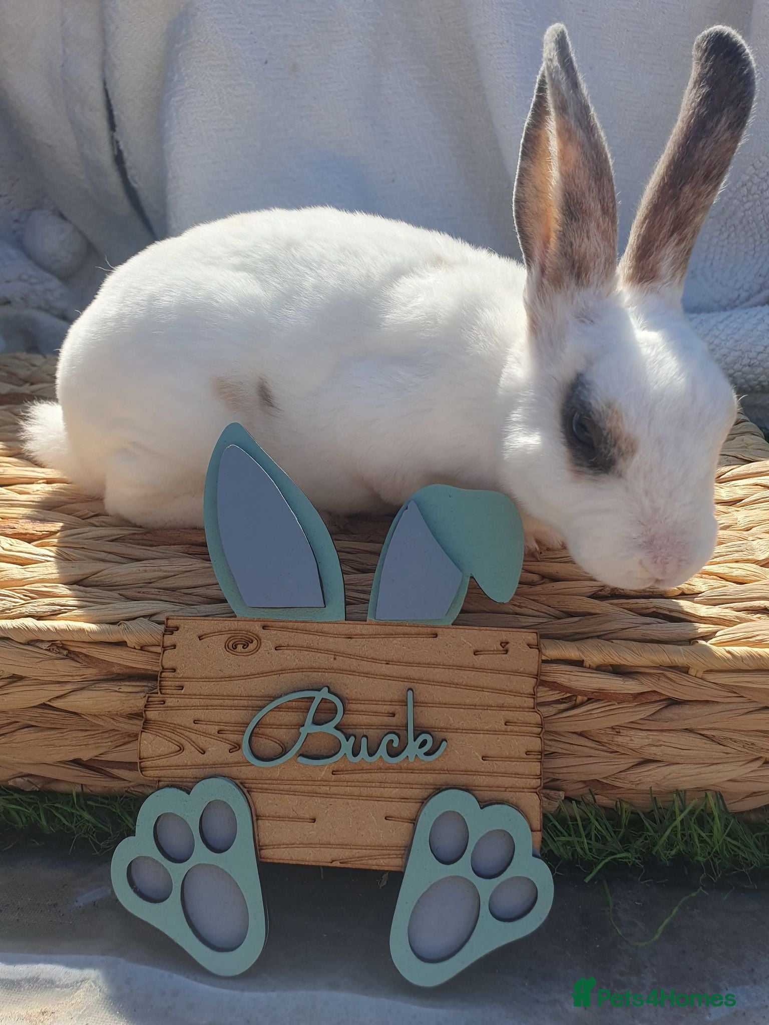 Rex rabbits Mini rex babies - Advert 2