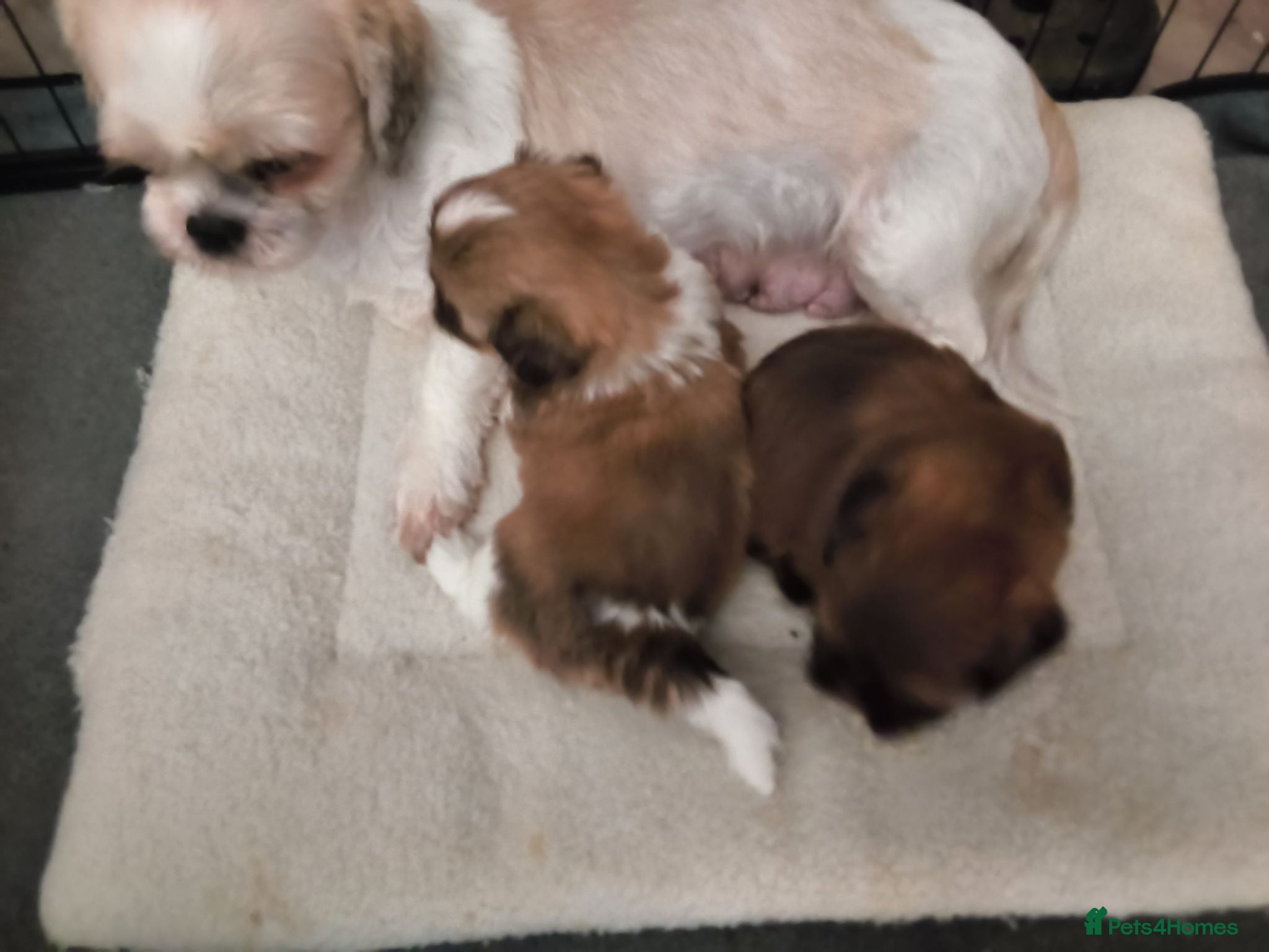 Shih Tzu dogs Quality Half Imperial Shihtzus. - Advert 1