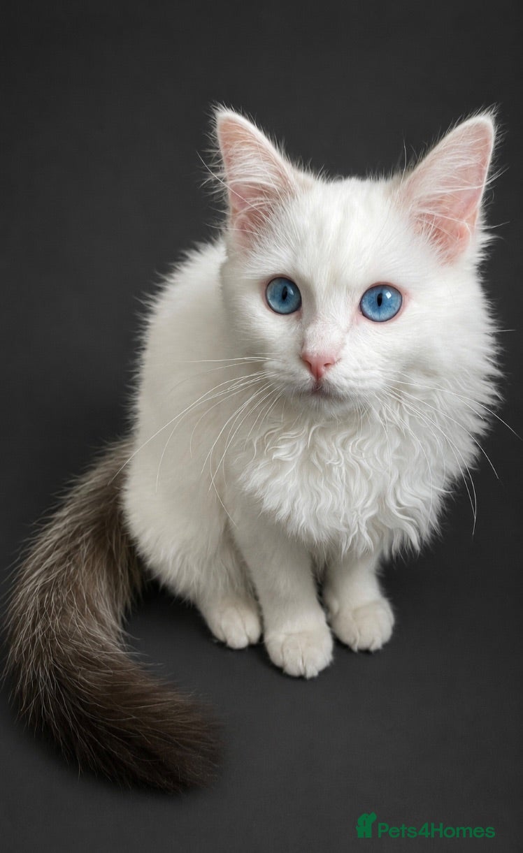 Ragdoll cats 1 Girl Left!!TICA Registered Ragdolls available - Advert 5