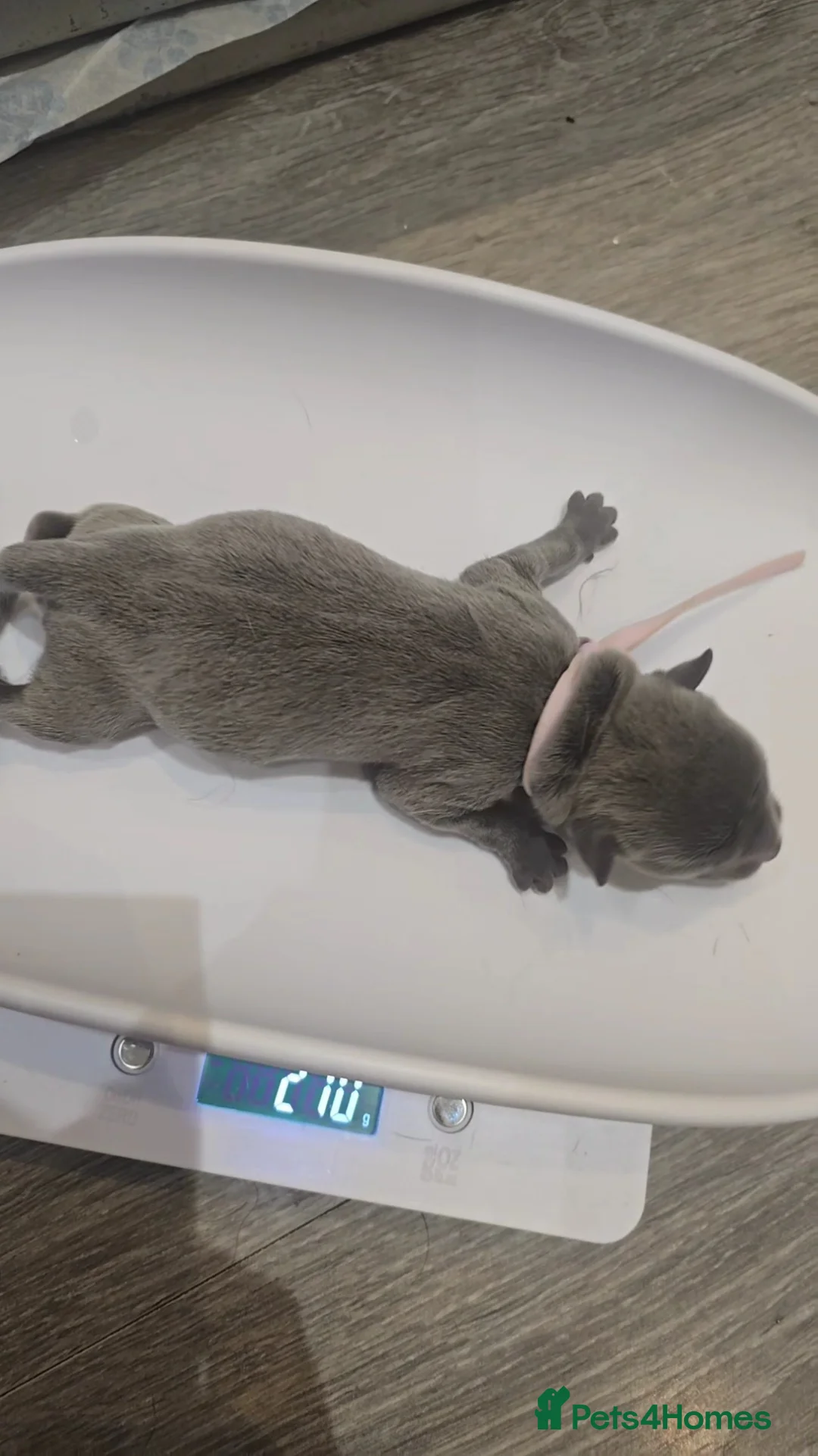 Mixed Breed dogs for sale: Chaffy puppies - Advert 27