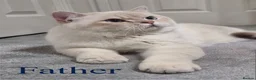 British Shorthair cats for sale: (Last kitten)🐾TICA B.S.H Boy 🐾 - Advert 7