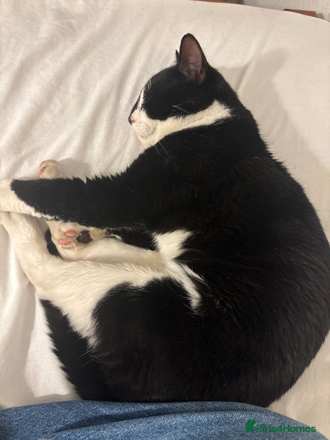 Mixed Breed cats for sale: 2 year old male - Advert 1