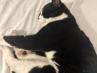 Mixed Breed cats 2 year old male - Advert 15