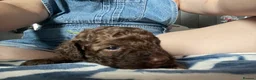 Cavapoo dogs for sale: Toy Cavapoo puppies  - Advert 27