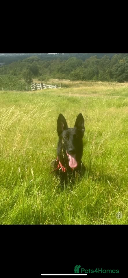 Alaskan Malamute dogs Maisie - Advert 1