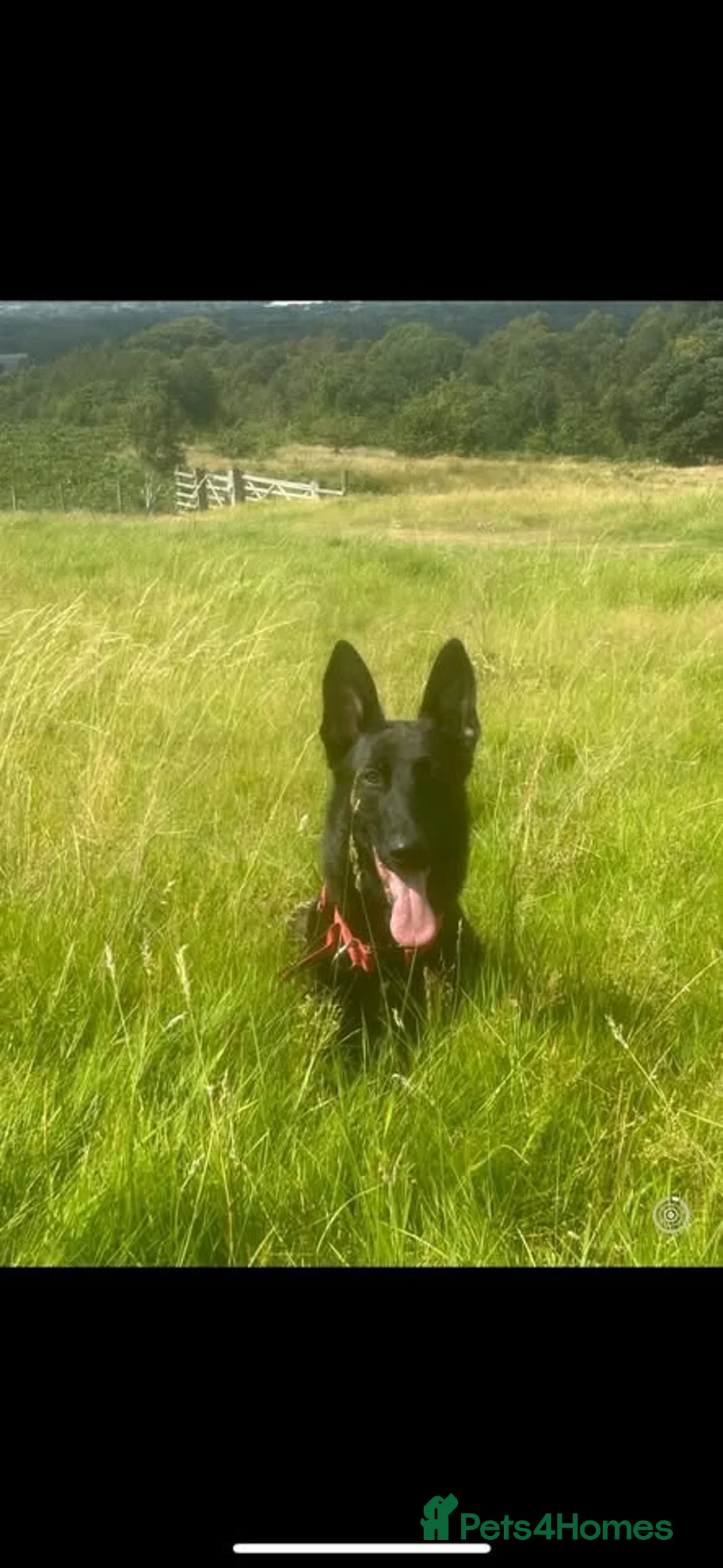 Alaskan Malamute dogs for sale: Maisie in Stockport - Advert 1