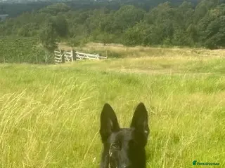 Alaskan Malamute dogs Maisie - Advert 1