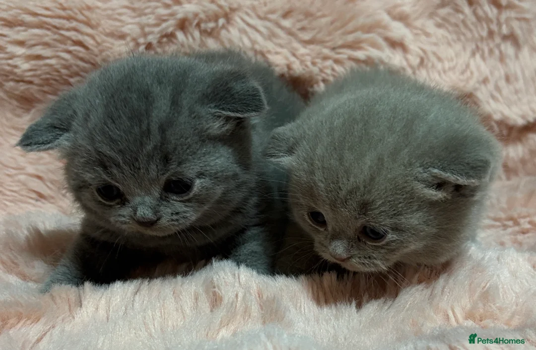 British Shorthair cats for sale: Beautiful British short hair kittens  - Advert 24