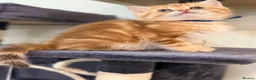 British Shorthair cats for sale: British shorthair chocolate golden Kitens TICA - Advert 15