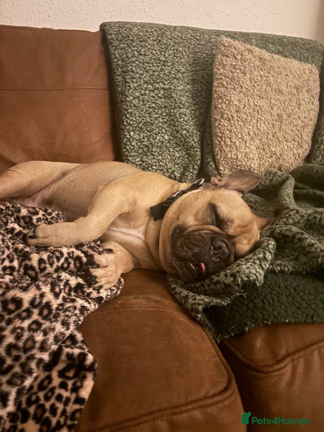 French Bulldog dogs for sale: Ollie - French Bulldog - Advert 2