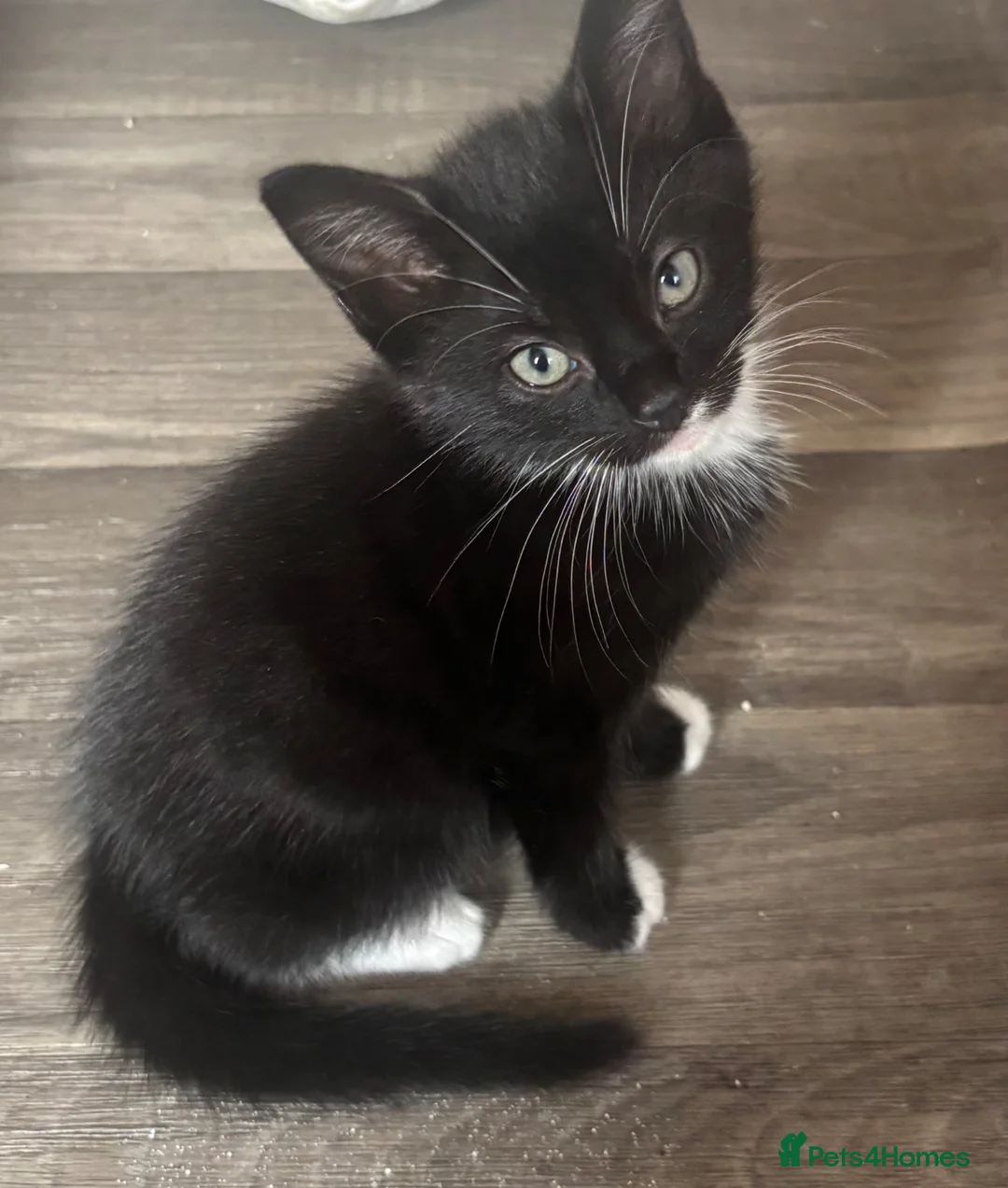 Mixed Breed cats for sale: Kittens for sale - Advert 5