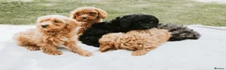 Cavapoo dogs for sale: F1 Miniature Cavapoo Puppies For Sale  in Sittingbourne - Advert 18