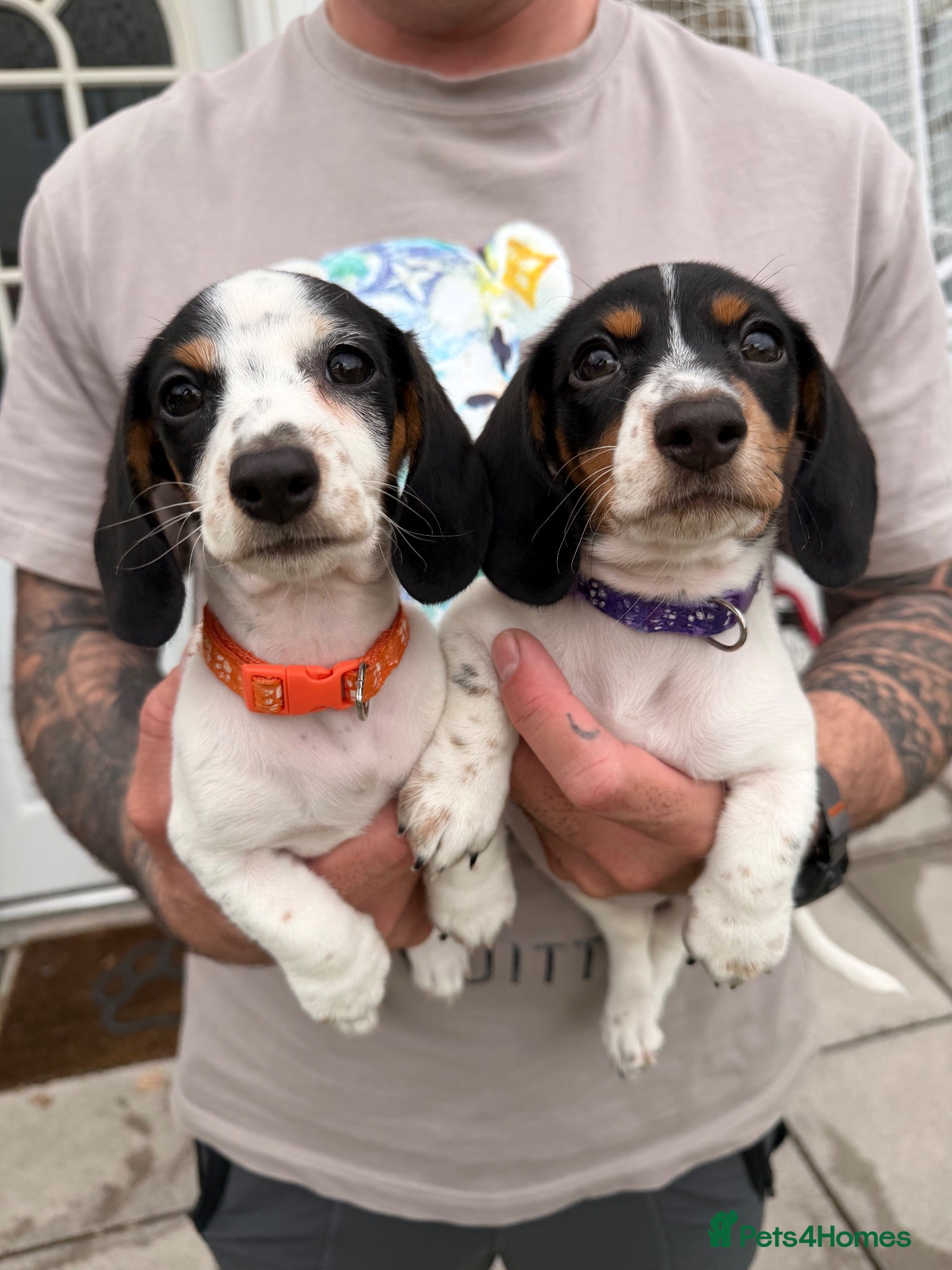 Miniature Dachshund dogs Ready now 2 cute piebald miniature dachshund girls - Advert 2