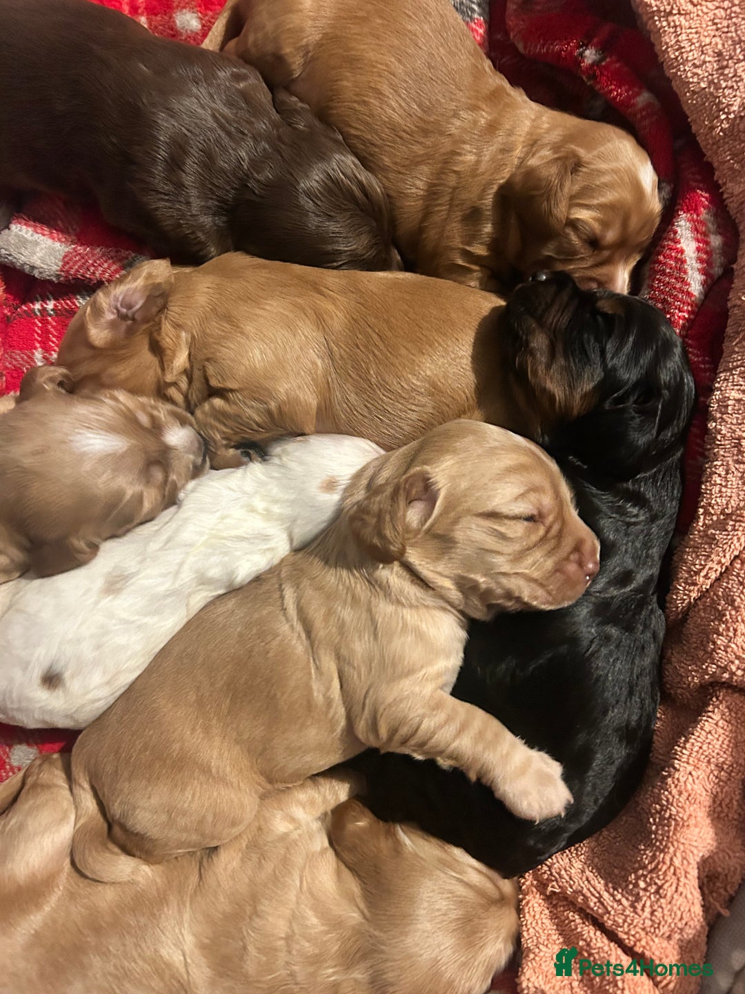 Cocker Spaniel dogs for sale: Cocker spaniel  - Advert 14