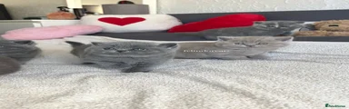British Shorthair blue girl