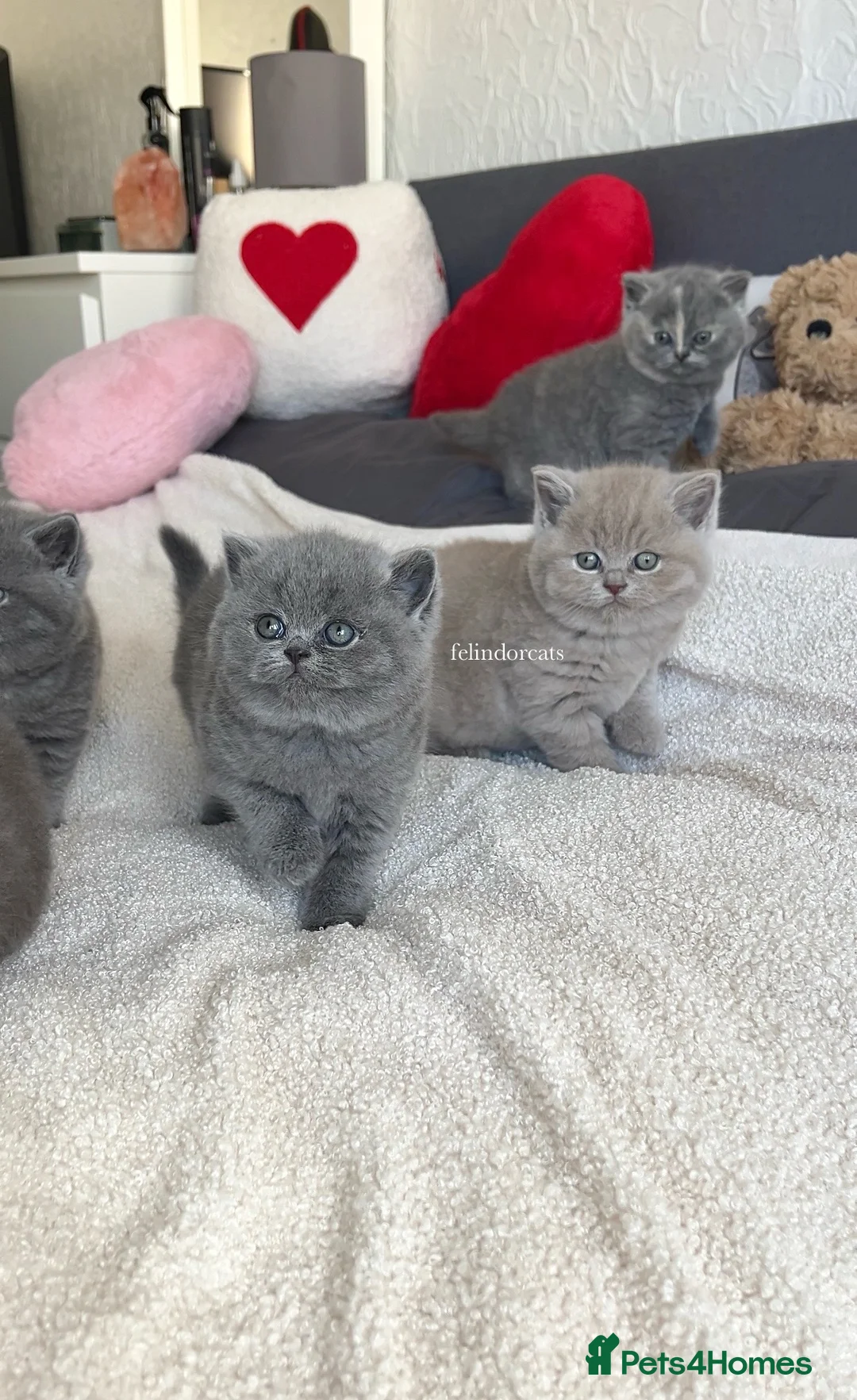 British Shorthair cats for sale: ✨Gorgeous British shorthair blue girl✨ - Advert 2