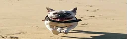 French Bulldog dogs for sale: Female frenchie rehome - Advert 6
