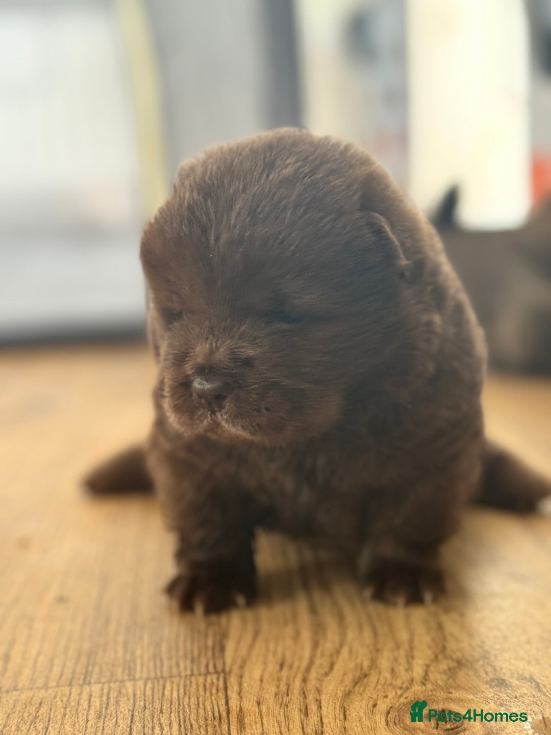 Chow Chow dogs for sale: chow chow puppies with champion stacked bloodline - Image 3