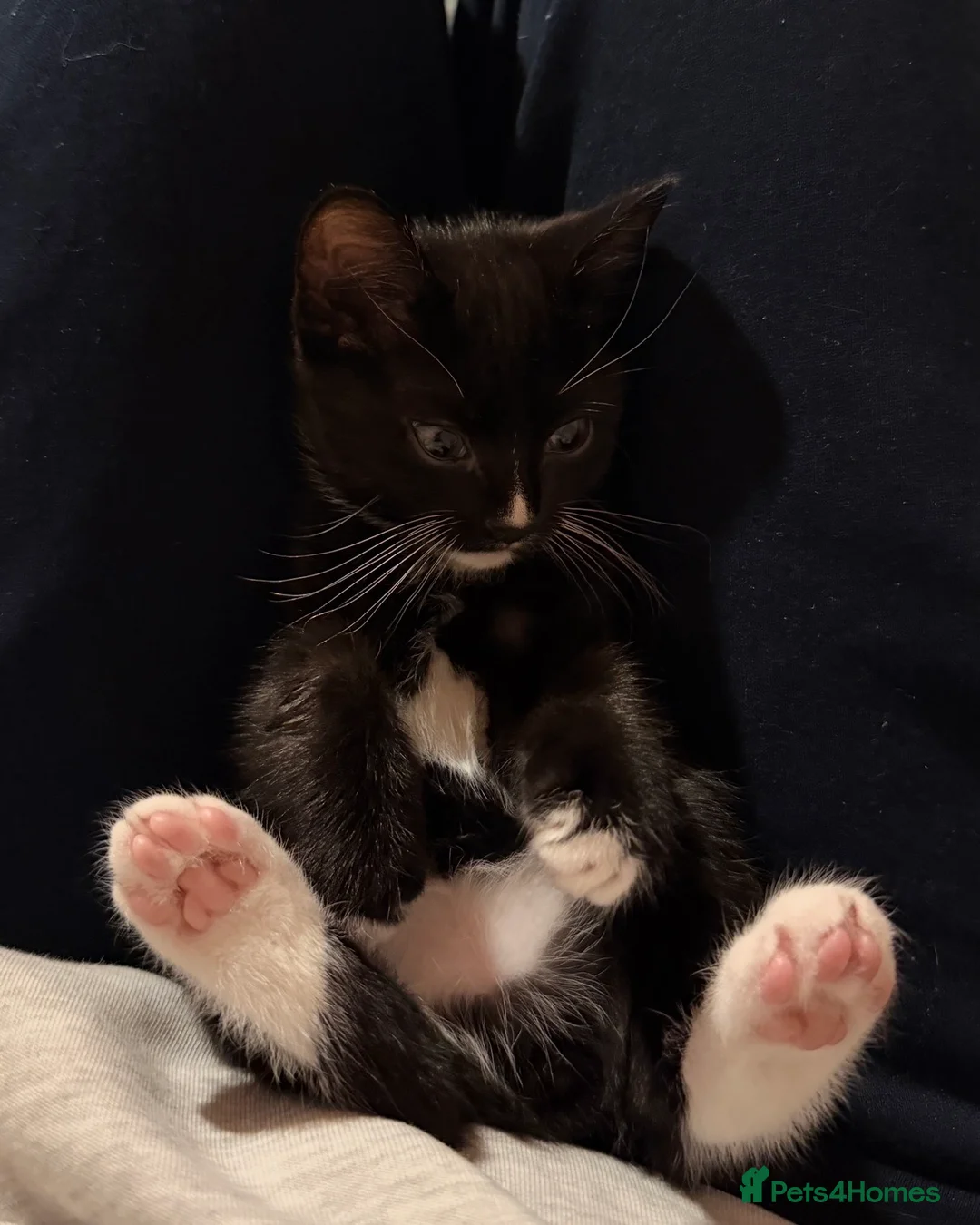 Domestic Shorthair cats for sale: Two Gorgeous Playful Kittens  in Barry - Advert 4