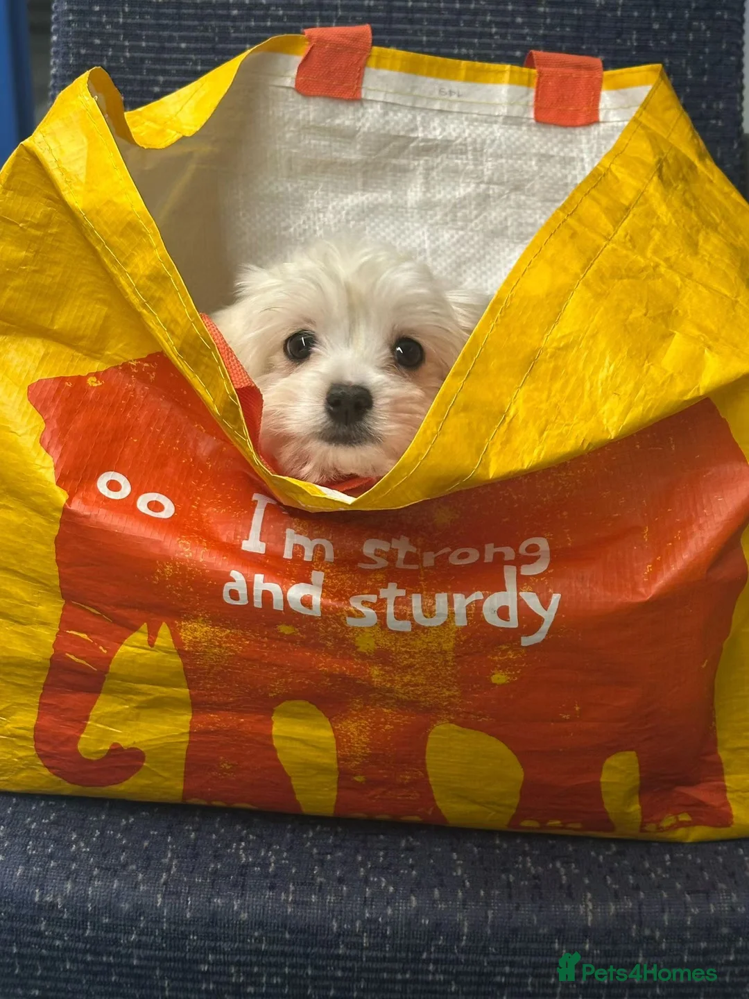 Maltipoo dogs for sale: A lovely Maltipoo - Advert 1