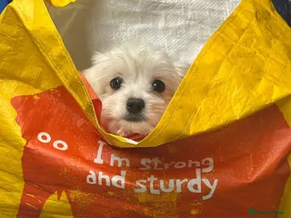 Maltipoo dogs A lovely Maltipoo - Advert 1