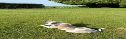 Whippet dogs for sale: *One boy left* Beautiful Fawn and Blue Whippets - Advert 3