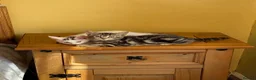 Mixed Breed cats for sale: 2 lovely kittens looking for their forever homes - Advert 6