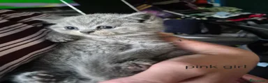 British Shorthair 1